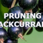 Pruning blackcurrant plants