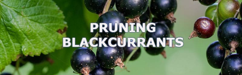 Pruning blackcurrant plants