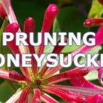 Pruning Honeysuckle. Prune after flowering, evergreen varieties do not need pruning