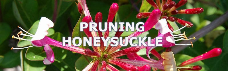 Pruning Honeysuckle. Prune after flowering, evergreen varieties do not need pruning