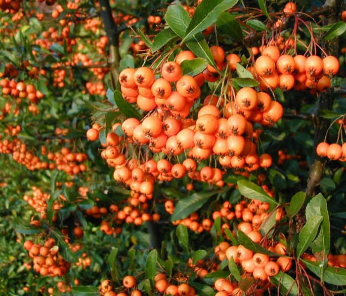 Pyracantha Golden charmer evergreen shrub with white flowers and orange berries