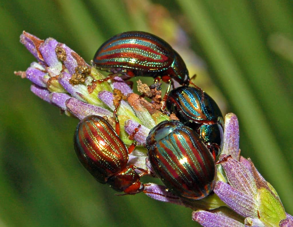 rosemary beetle on lavender