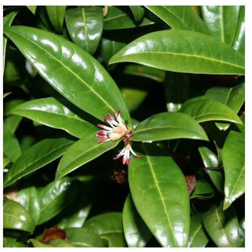 sarcococca hookeriana evergreen shrub