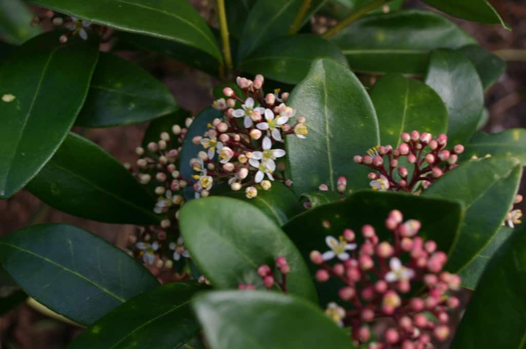 skimmia japonica