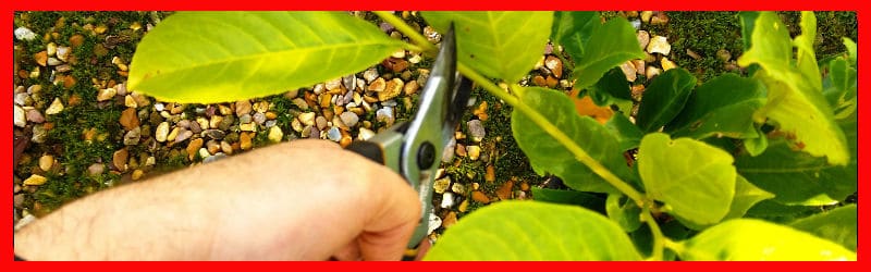 taking plant cutting from evergreen shrub