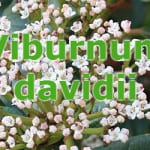 viburnum davidii planting tips