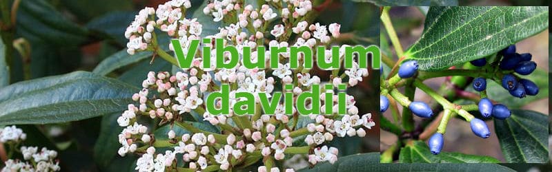 viburnum davidii planting tips