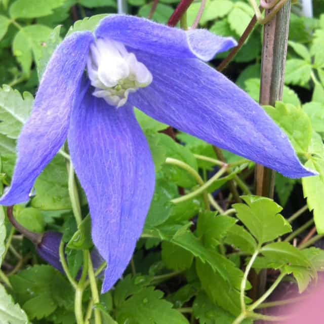 Clematis alpina blue dancer ideal for partial shade potions
