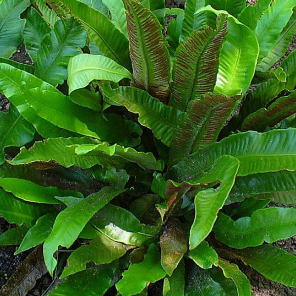 Asplenium scolopendrium fern ideal for dry shade