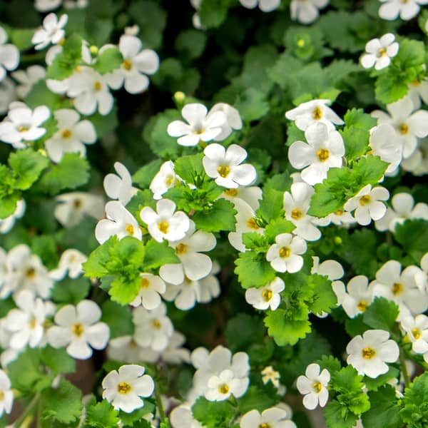 Bacopa are perfect hanging baskets flowers and have small star shaped flowers, usually available on white or blue/purple. Finicky to dead head but the flowering do last and they give a fantastic show and look great when planted in baskets on there own.