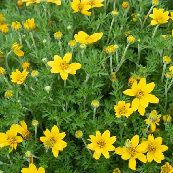 Bidens are perfect flowers for hanging baskets and there are trailing and bush varieties. Easy to dead head and are prolific flowering