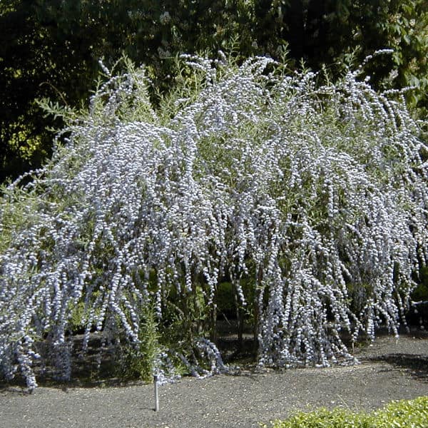 Buddleia alternifolia - weeping arching Buddleia from china, attracts bees and butterflies and is highly scented.