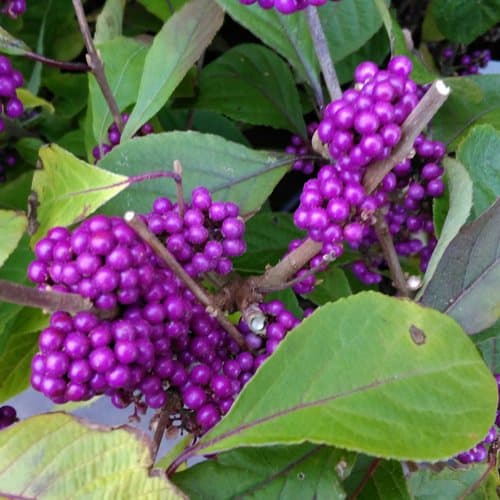 quick growing Callicarpa bodinieri shrub