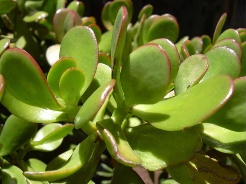 Crassula ovata also known as jade plant and money plant
