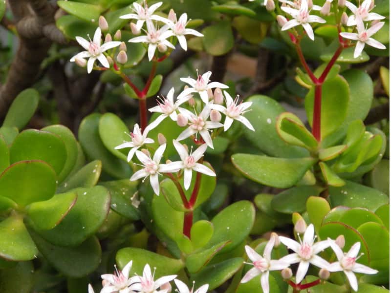 Crassula ovata also known as the money plant and jade plant. Water regularly during the growing season.