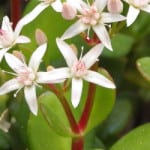 Crassula ovata also known as Jade Plant is a evergreen house plant with white winter flowers.