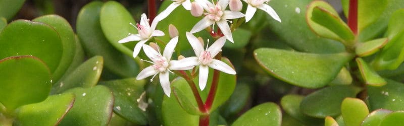 Crassula ovata also known as Jade Plant is a evergreen house plant with white winter flowers.