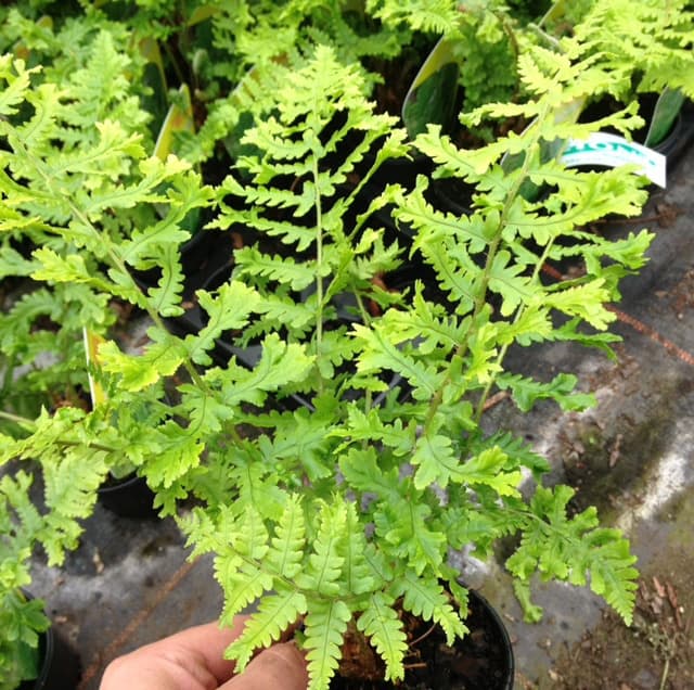 Dryopteris filix mas deciduous fern