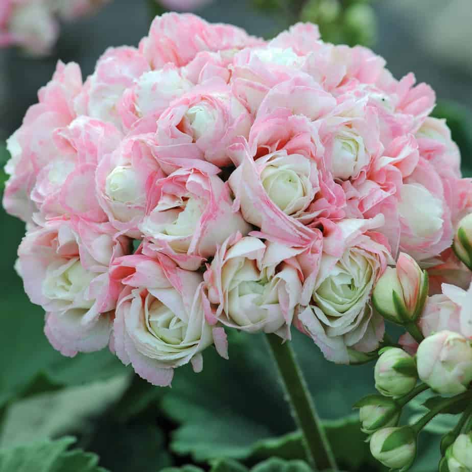 Geranium Pelargonium is one of the best hanging basket flowers Geranium Pelargonium is one of the best hanging basket flowers. Ideal for the centre of your hanging basket.