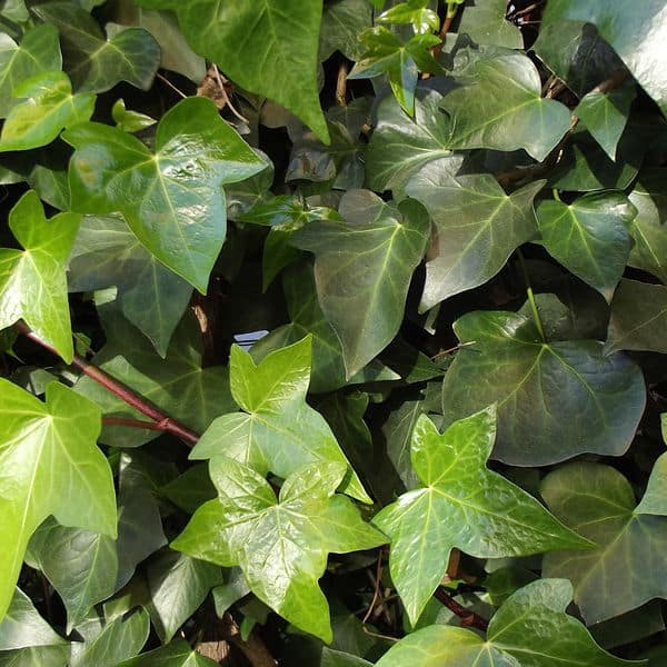 Hedera also known as ivy suitable for shady parts of the garden