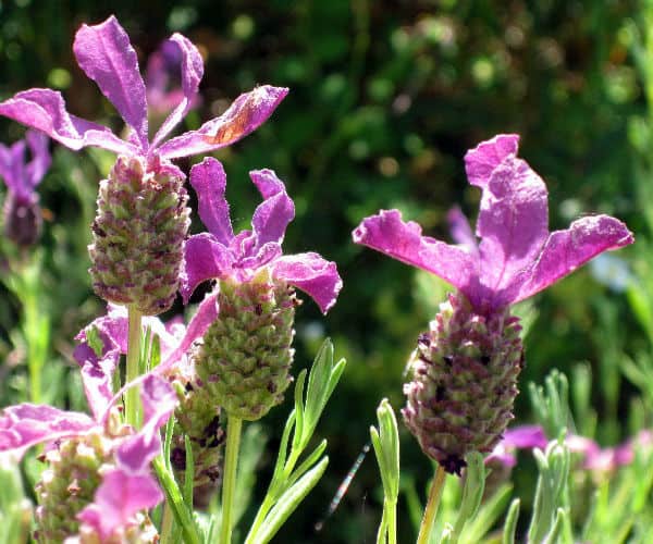 How to prune French Lavender How to prune French Lavender, prune after flowering by a couple of inches.
