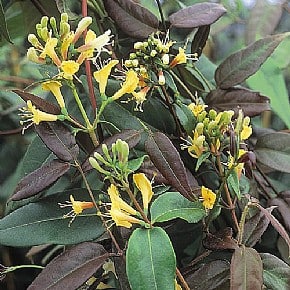 Lonicera henryi vigorous climber