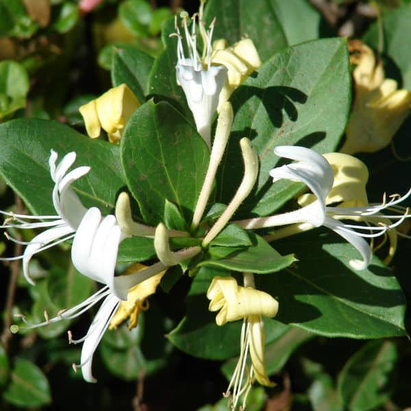 Lonicera japonica Halliana ideal for shade