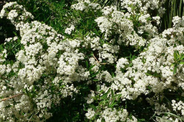 Pyracantha rogersiana is an evergreens shrub ideal for hedging or as a wall shrub