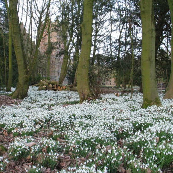 Snowdrops under trees flowering in early spring