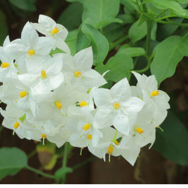 Solanum climbing plant ideal for partial shade