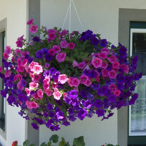 Surfinas are one of the best trailing plants for hanging baskets and are easy to dead head and very easy to grow. They look fantastic planted on there own in baskets