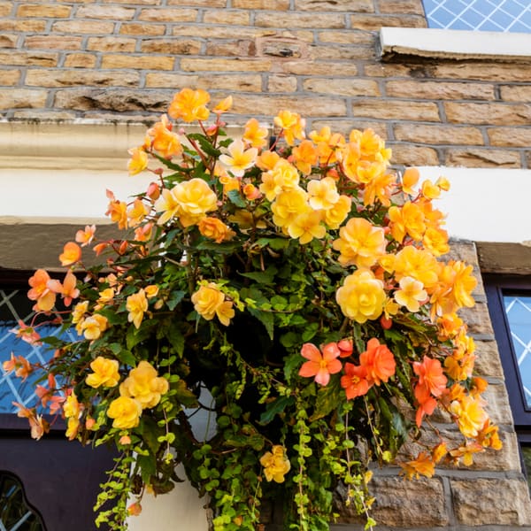 Trailing Begonias