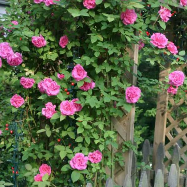 Zephirine Drouhin climbing rose ideal for north facing walls