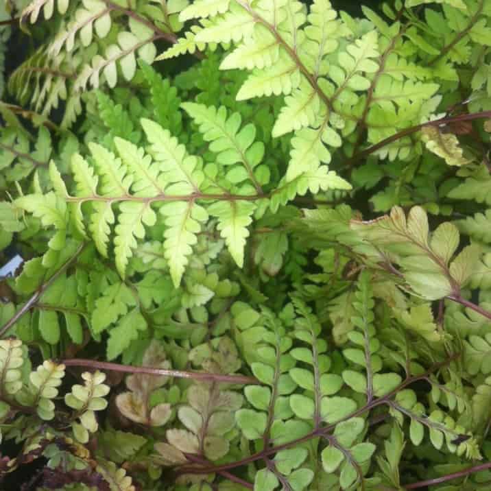 athyrium okanum ideal for dry shady areas. 