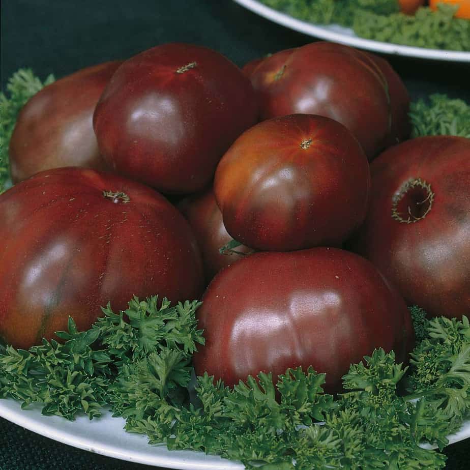 black russian tomato