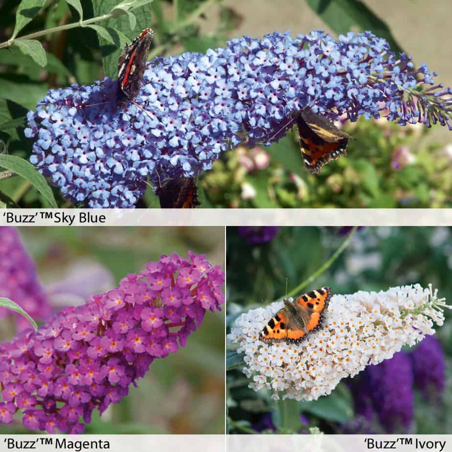 Buddleia Buzz a true dwarf buddleia that grows to 120cm tall and is available in 'Sky Blue', 'Magenta' and 'Ivory'. Attract butterflies  and ideal for pots and planters and look fantastic on the patio