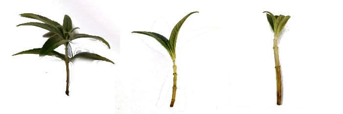 How to take cutting How to take cutting, remove all lower leaves and cut the top pair if leaves in half.