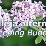 Buddleia alternifolia - weeping buddleia with scented flowers