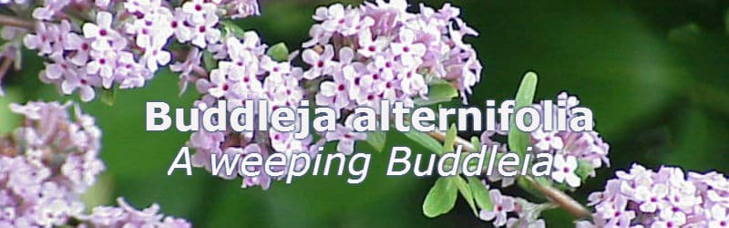 Buddleia alternifolia - weeping buddleia with scented flowers