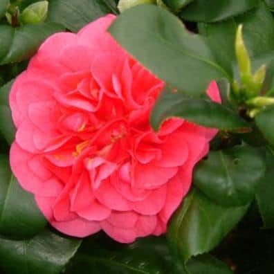 Camellias should be pruned as soon as flowering has finished.