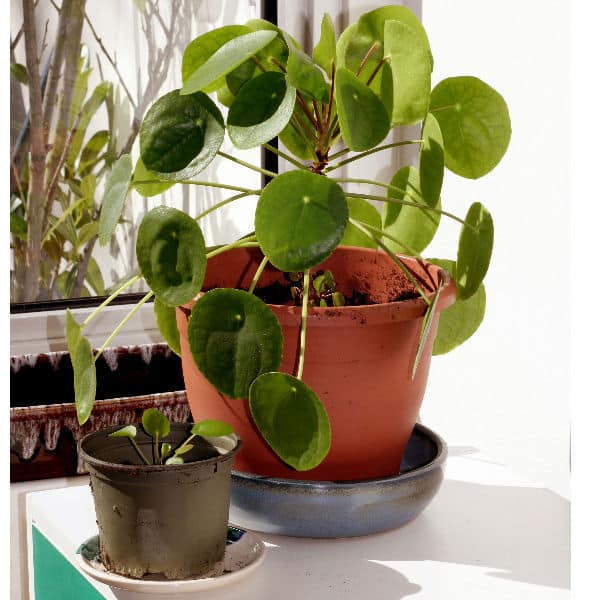 chinese money plant house plant also known as Pilea peperomioides