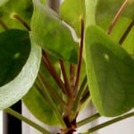 Information on the chinese money plant also known as Pilea peperomioides