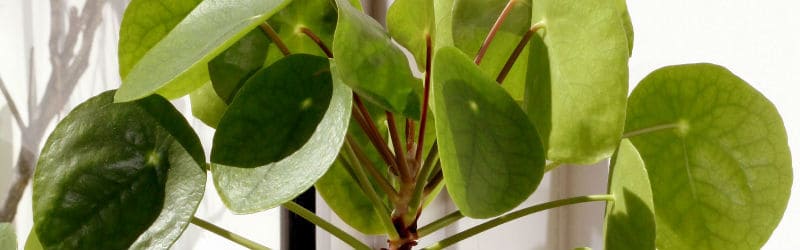 Information on the chinese money plant also known as Pilea peperomioides