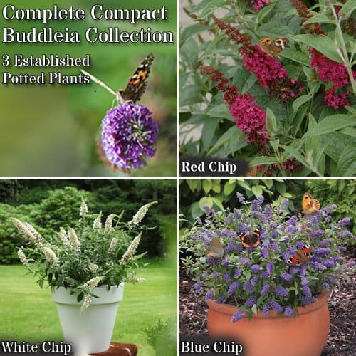 Dwarf patio Buddleia chip only grow to around 3ft tall and are excellent for patio pots