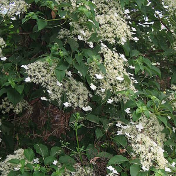 climbing hydrangea which grows in shade