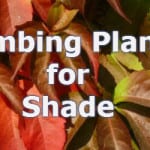 top 10 climbing plants for shade
