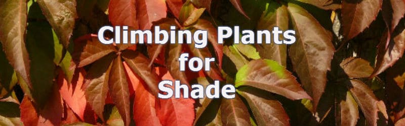 top 10 climbing plants for shade