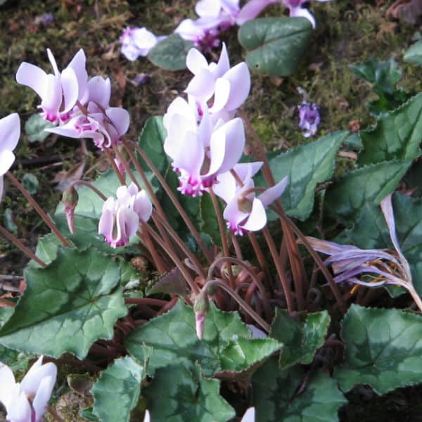 cyclemen perennial for dry shade.