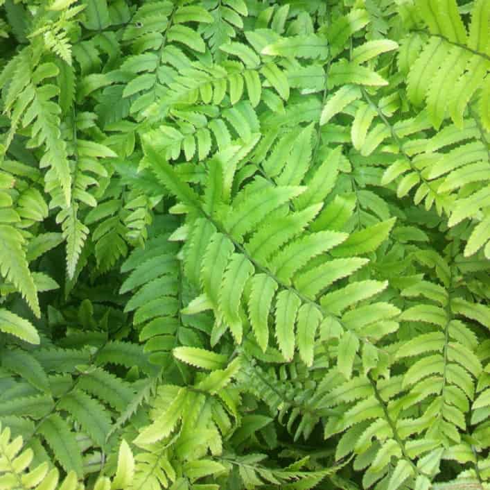 dryopteris atrata evergreen fern ideal for dry shade