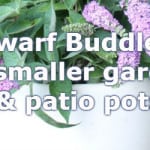 Dwarf Buddleia that include Buzz and Chip varieties that only grow to 3ft.